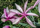 Magnolia 'Susan'