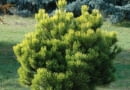 Sosna górska (kosodrzewina) (Pinus mugo) 'Ophir'
