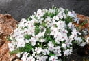 Floks 'Amazing Grace'