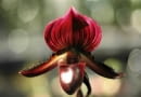 20.02.2009 WARSZAWA - BUW - WYSTAWA STORCZYKOW " ORCHIDEA 2008 " N/Z PAPHIOPEDILUM MAUDIAE VINICOLOR FOT. ALINA GAJDAMOWICZ / AGENCJA GAZETA PUBLIKACJA CZTERY KATY NR 12 (230) - 12 2010 SLOWA KLUCZOWE: KWIATY ROSLINY STORCZYKI WYSTAWY