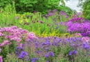 @Asters provide the foundation to the colourful autumn flower bed