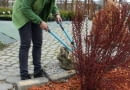 Wiosenne przycinanie krzewów ozdobnych