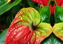 Anturium Andreego (Anthurium andreanum)