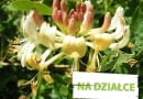 Wiciokrzew pomorski - pnącze