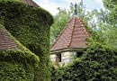 Winobluszcz trójklapowy i zimozielony bluszcz (Hedera helix) to pnącza samoczepne - potrafią się wspinać na kilkanaście metrów