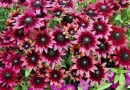 Rudbekia owłosiona 'Cherry Brandy' (Rudbeckia hirta). Takiej jeszcze nie było! Jej ogromne, średnicy prawie 10 cm, wiśniowe kwiaty pojawiają się od lipca do przymrozków. Dorasta do 50 cm wysokości. Jest, niestety, krótkowieczną byliną.