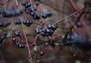 Aronia