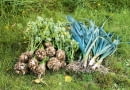Z warzywnika nie musimy wyrywać wszystkich warzyw naraz. Najpóźniej wycinamy kapustę, wyrywamy pory i pietruszkę. Warzywa te, dopóki rosną, bez uszczerbku znoszą nocne spadki temperatury, nawet o kilka stopni poniżej zera