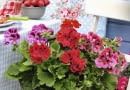 Englische Geranien im Korb (Pelargonien) SLOWA KLUCZOWE: Balkon Balkonblume Balkonblumen b uerlich Blume Brotzeit Dekoration Gartenparty Geranie Geranien herzhaft Land L nderbalkon Landhausstil Landleben l ndlich Niemand Pelargonium rot Sommer Sommerbalkon Sommerblume Sommerblumen Sommerfest Sommerfeste Sommerparty Sommerpartys Sommertisch Sommertische sonnig Stuhl St´hle s´ddeutsch S´ddeutschland S´den S´dlage Topfblume Topfblumen z´nftig Hochformat