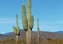 SAGUARO, czyli Carnegiea gigantea, to ogromny kaktus z pustyni Sonora objęty konwencją CITES.