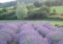 Lawendowe pole - Pierwsza plantacja