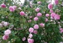 Róża damasceńska Ispahan