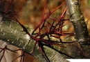 GLEDICZJA TROJCIERNIOWA GLEDITSIA TRIACANTHOS - DRZEWO LISCIASTE FOT. WIESLAW GAWRYS PUBLIKACJA KWIETNIK NR 1 (193) - 1 2011 SLOWA KLUCZOWE: DRZEWO ZDJ?CIE DO WK?ADKI: PUBLIKACJA KWIETNIK NR 1 (193) - CZASOPISMA