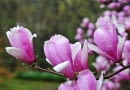 Magnolie w ogrodzie