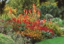 8Hot border with Kniphofia, Dahlia, Monarda and Rudbeckia