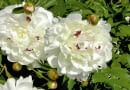 ONE TIME USE ONLY DO JEDNORAZOWEGO UZYCIA ROSLINY KWIATY PIWONIA PAEONIA ' FESTIVA MAXIMA ' FOT. JOLANTA PIEKARZ PUBLIKACJA OGRODY NR 6 (122) - 6 2009