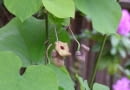Kokornak wielkolistny (Aristolochia macrophylla). Pnącza