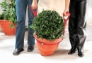 WYNOSZENIE CIĘŻKICH roślin ułatwią szelki zakładane na donicę.