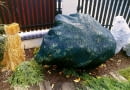OKRYWANIE PIELEGNACJA JESIEN WLOKNINA ROZANECZNIK RODODENDRON RHODODENDRON KRZEW LISCIASTY ZIOMOZIELONY FOT. PATRYCJA KORCZAK WODNICKA PUBLIKACJA OGRODY NR 10 (54) - 10.2003
