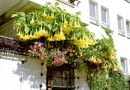 BALKON TARAS ROSLINY KWIATY BIELUN DATURASTYLIZACJA AGNIESZKA OSAK-REJMERFOT. SYLWESTER REJMERPUBLIKACJA CZTERY KATY NR 4 (198) - 4 2008 - BALKONY W KWIATACH
