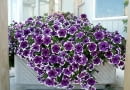 Silnie krzewiąca się petunia długopędowa 'Sanguna Rose Vein'