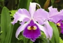 Cattleya orchid (Cattleya trianaei 'B') SLOWA KLUCZOWE: Angiosperm Biologie Blume Blumen Botanik Flora Garten Gartenanlage Gartenbau Natur Orchidee Orchideen Pflanze Winter biologisch blühend botanisch gärtnerisch pink pinkfarben rosa
