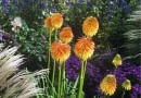 Kniphofia rooperi in autumn border SLOWA KLUCZOWE: Beet Blumen Fackellilie Farben Herbst Herbstzeit Kniphofia Oktober Perennial Pflanze Portrait Staude bl´hend gelb herbstlich orange rooperi