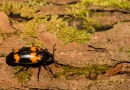 Grabarz żółtoczarny (Nicrophorus vespilloides)