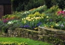 Stone wall with border in the cottage garden planted with yellow Tulipa 'Sweetheart', Narcissus and blue Viola.