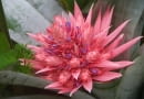 Bromelia