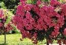 ROZA ROSA FORMOWANIE FORMA PIENNA DRZEWKO FOT. ANDRZEJ MICHALIK PUBLIKACJA OGRODY NR 11 (67) - 11.2004 SLOWA KLUCZOWE: OGRODY ROSLINY