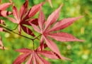 Klon palmowy 'Atropurpureum'