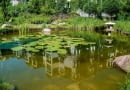Wielość gatunków nadwodnych roślin sprawia, że ten miniogród ma swobodny, wręcz wakacyjny charakter.