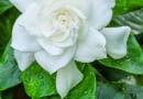 6White blooming Gardenia flower with shiny green leaves