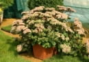 05.09.03 ZABORZE WOJEWODZTWO SLASKIE FIRMA PLANTPOL BYLINY ROSLINY BALKONOWE SEDUM SPECTABILE ROZCHODNIK OKAZALY