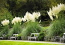 Tall striking pampas grasses (Cortaderia selloana), The Autumn Garden, Ilalm Hall, Derbyshire, UK