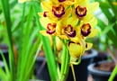 Cymbidium kwitnie jesienią. Zimą w ciagu dnia zapewniamy mu temperaturę 23-25°C, a nocą o 10-12°C niższą.