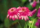 Jeżówka purpurowa 'Pink Double'