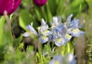 Ibulb, tuin SLOWA KLUCZOWE: Ibulb Happy Life Spring flowering bulbs Spring garden