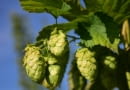 Chmiel HOPS