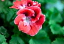Pelargonia angielska