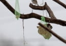 29.01.2008 STRY RAMUL LESNICZOWKA KARMIK DLA PTAKOW . FOT. TOMASZ WASZCZUK / AGENCJA GAZETA SLOWA KLUCZOWE: PTAKI ZYWNOSC ZIMA