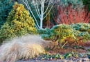 %Border at The Winter Garden, Bressingham Gardens, Norfolk, UK. Pennisetum alopecuroides Hameln left, Pinus strobus Reinshaus in front of Cornus sericea Cardinal. Betula Grayswood Ghost, Chamaecyparis lawsoniana Aurea Densa and Cupressus arizonica var. glabra Blue Ice and Bergenia.