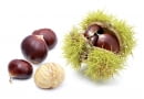 ORZECHY KASZTANA mają brązową łupinę i kolczastą okrywę.