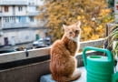 kot na balkonie
