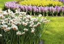 Kwiaty cebulowe najlepiej sadzić w grupach. Im większych, tym lepiej