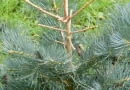 Ten młody świerk stracił latem igły na głównym pędzie i kilku odrostach.