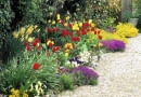 Colourful spring border with Tulipa, Narcissus and Alyssum
