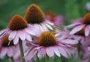 Jeżówka purpurowa (Echinacea purpurea)