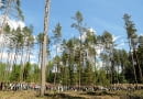 26.05.17 Bialowieza . Akcja ekologow i przeciwnikow wycinki w Puszczy Bialowieskiej , spacer po Puszczy Bialowieskiej , do wyrebu w okolicy Czerlonki . Fot. Agnieszka Sadowska/ Agencja Gazeta SLOWA KLUCZOWE: obrona Puszczy Bialowieskiej przeciwnik wycinki wycinka w Puszczy /FR/ Agx ZDJĘCIE DO WKŁADKI: A